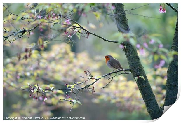 Springtime Robin Print by Amanda Elwell