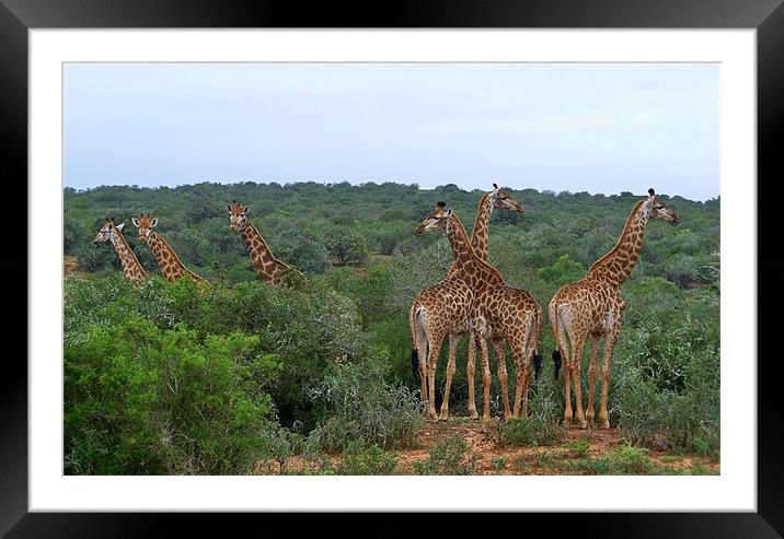 Giraffe Group Framed Mounted Print by Lynn Bolt