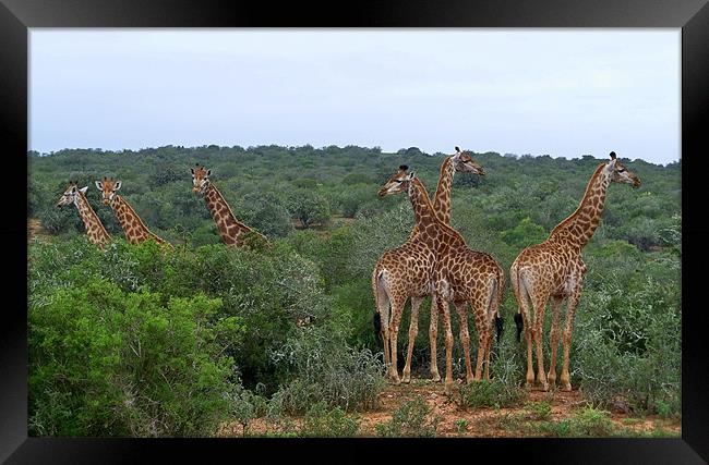 Giraffe Group Framed Print by Lynn Bolt