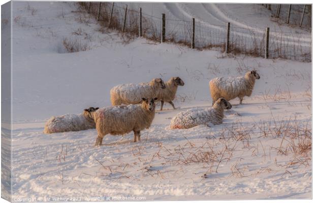 Sheep in Winter Canvas Print by Liz Withey
