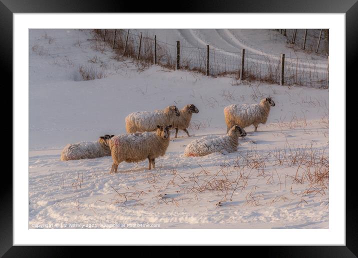 Sheep in Winter Framed Mounted Print by Liz Withey