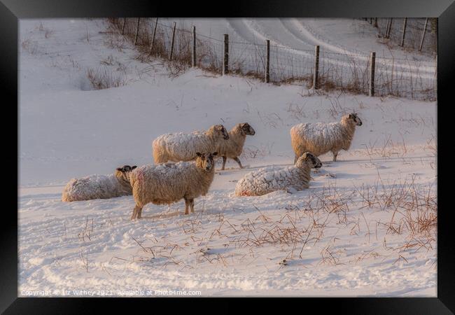 Sheep in Winter Framed Print by Liz Withey