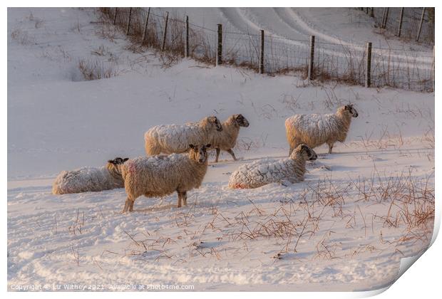 Sheep in Winter Print by Liz Withey