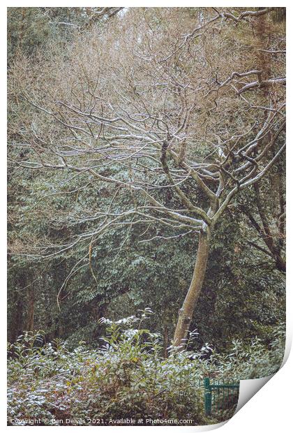 Enchanted Winter Forest Print by Ben Delves