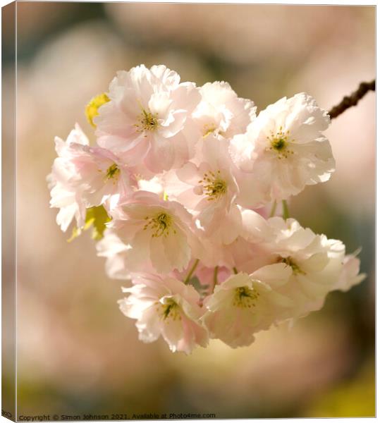 Sunlit Spring Blossom Canvas Print by Simon Johnson