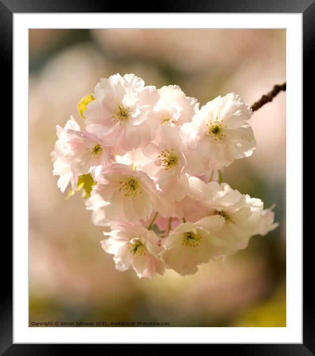 Sunlit Spring Blossom Framed Mounted Print by Simon Johnson