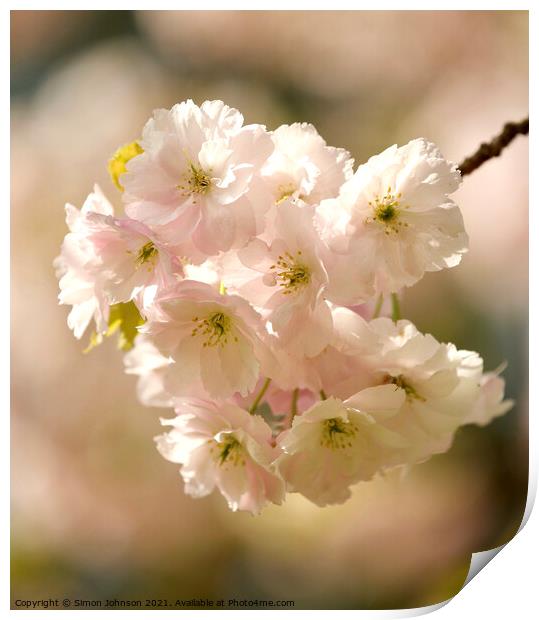 Sunlit Spring Blossom Print by Simon Johnson