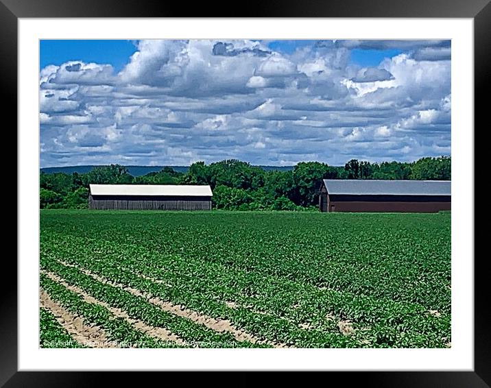 Rustic Charm Tobacco Barns in Potato Field Framed Mounted Print by Deanne Flouton