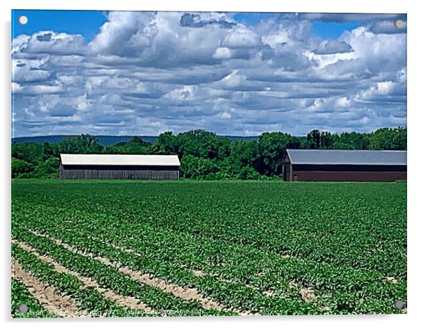 Rustic Charm Tobacco Barns in Potato Field Acrylic by Deanne Flouton