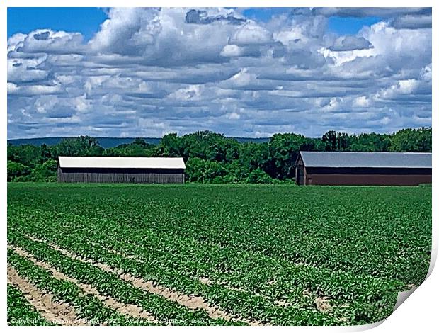 Rustic Charm Tobacco Barns in Potato Field Print by Deanne Flouton