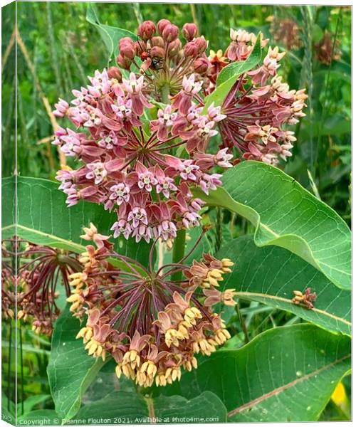 Milkweed Blossoms Monarch Haven Canvas Print by Deanne Flouton