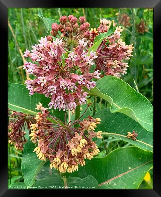 Milkweed Blossoms Monarch Haven Framed Print by Deanne Flouton