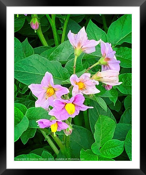 Beauty in the Humble Spud Framed Mounted Print by Deanne Flouton