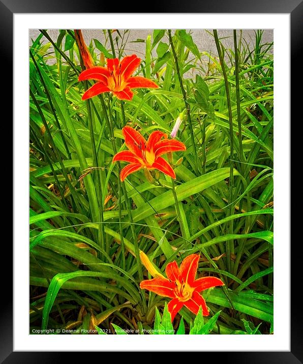 Fiery River Lilies Framed Mounted Print by Deanne Flouton