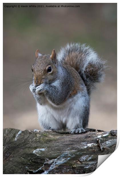 grey squirrel of uk Print by Kevin White