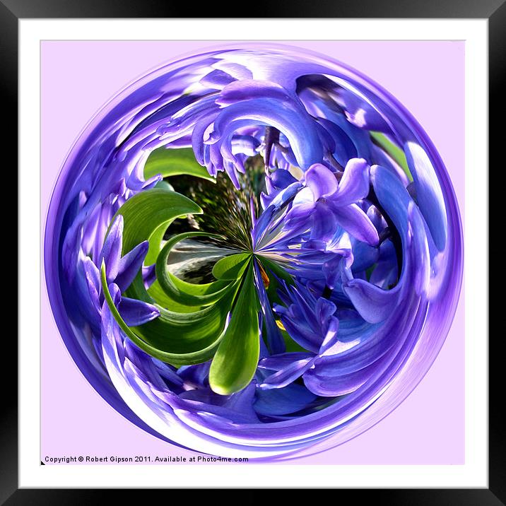 Spherical Paperweight of Bluebells. Framed Mounted Print by Robert Gipson