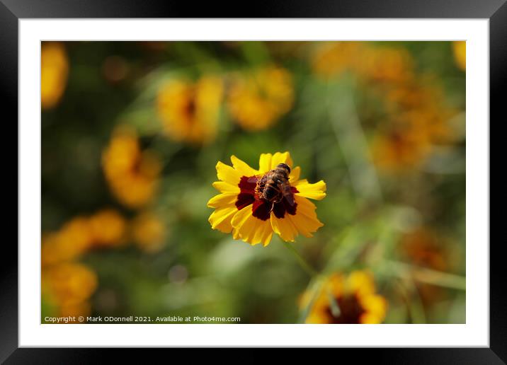 Bee Power Framed Mounted Print by Mark ODonnell