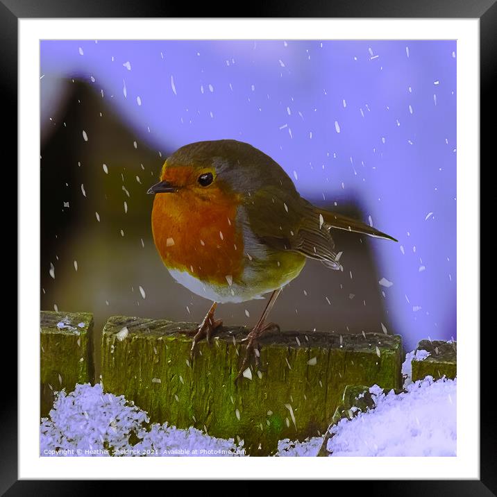 Robin Redbreast and Snowflakes Framed Mounted Print by Heather Sheldrick