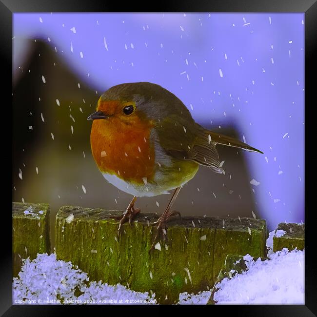 Robin Redbreast and Snowflakes Framed Print by Heather Sheldrick