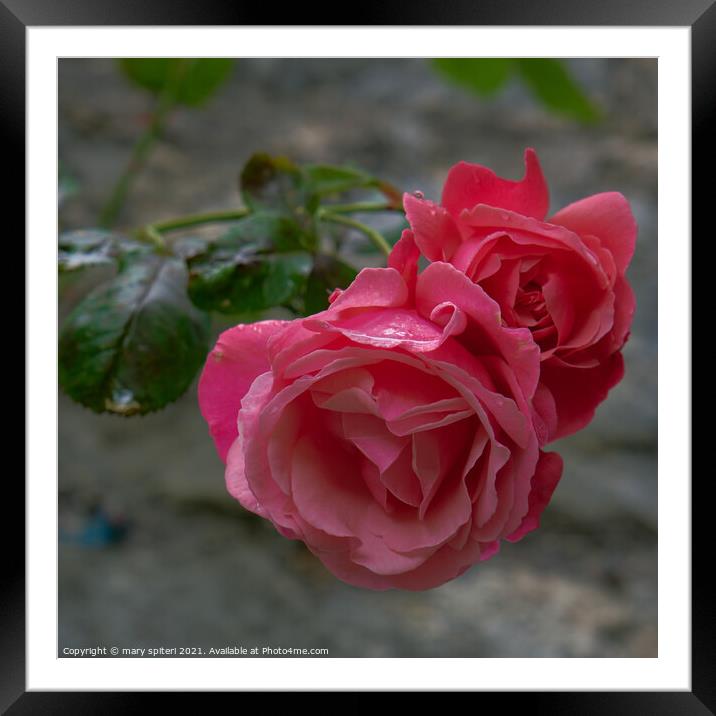 Beautiful Candy Coloured Pink Roses for your valen Framed Mounted Print by mary spiteri