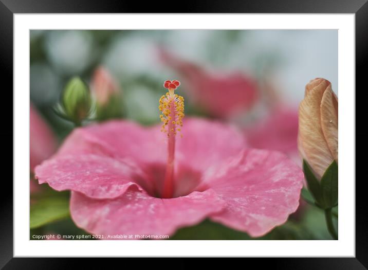 Incredible Pink Flower for your valentine Framed Mounted Print by mary spiteri