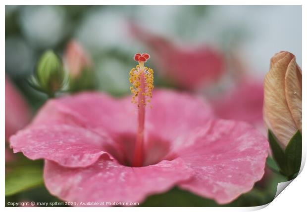 Incredible Pink Flower for your valentine Print by mary spiteri