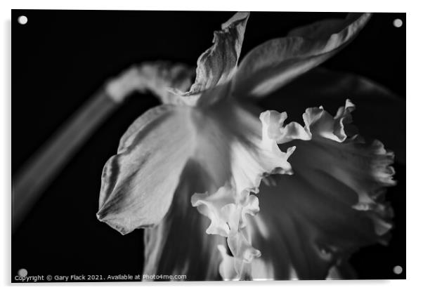 Daffodil Trumpet in Monochrome Acrylic by That Foto