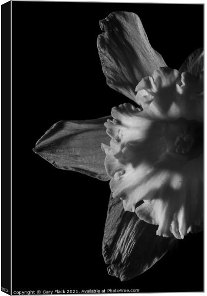 Daffodil Trumpet in Monochrome Canvas Print by That Foto
