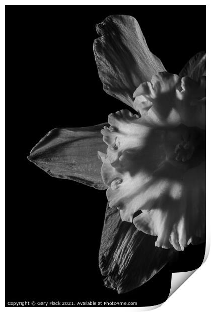 Daffodil Trumpet in Monochrome Print by That Foto
