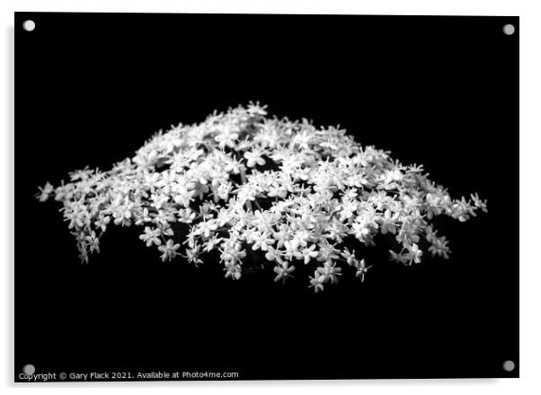White Elderflower flower isolated in a wood Acrylic by That Foto