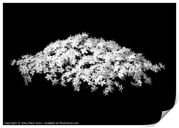 White Elderflower flower isolated in a wood Print by That Foto