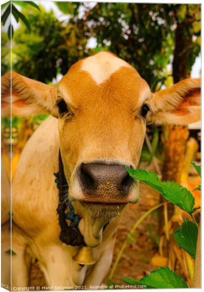 A close front view from a brown beef calf face Canvas Print by Hanif Setiawan
