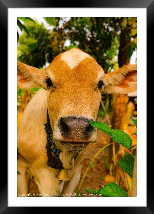 A close front view from a brown beef calf face Framed Mounted Print by Hanif Setiawan