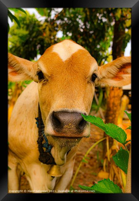 A close front view from a brown beef calf face Framed Print by Hanif Setiawan