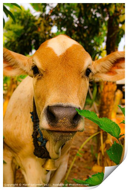 A close front view from a brown beef calf face Print by Hanif Setiawan