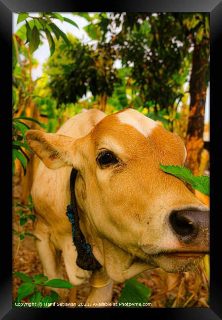 A light brown beef calf, smelling the camera Framed Print by Hanif Setiawan