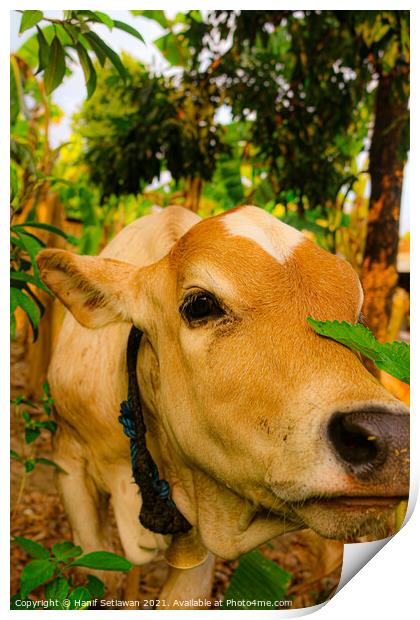 A light brown beef calf, smelling the camera Print by Hanif Setiawan