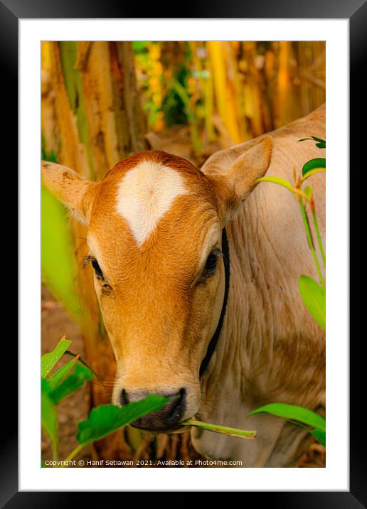 Face closeup from a brown beef calf cattle Framed Mounted Print by Hanif Setiawan