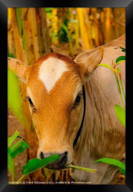 Face closeup from a brown beef calf cattle Framed Print by Hanif Setiawan