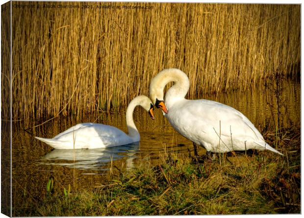 Swans in Love Canvas Print by Alison Chambers