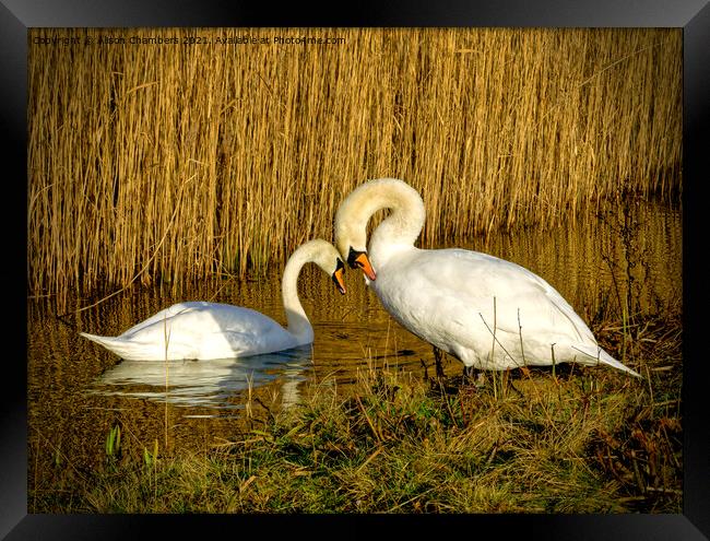 Swans in Love Framed Print by Alison Chambers