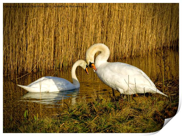 Swans in Love Print by Alison Chambers