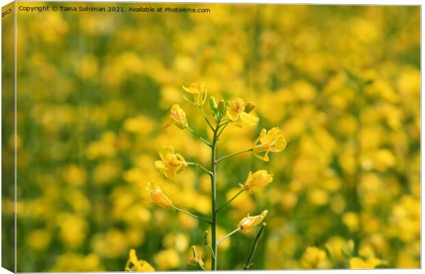 Rapeseed (Brassica rapa) Plant on a Field Canvas Print by Taina Sohlman