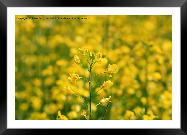 Rapeseed (Brassica rapa) Plant on a Field Framed Mounted Print by Taina Sohlman