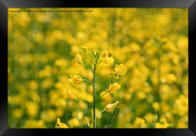 Rapeseed (Brassica rapa) Plant on a Field Framed Print by Taina Sohlman