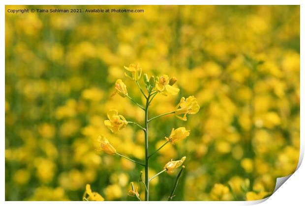 Rapeseed (Brassica rapa) Plant on a Field Print by Taina Sohlman