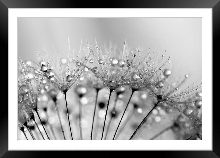 Water Droplets Black & White Framed Mounted Print by Anthony Michael 