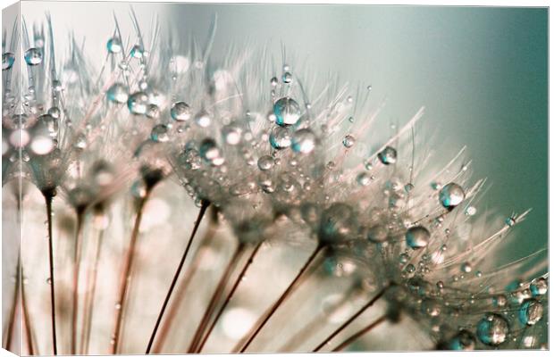 Dandelion Water Droplets Canvas Print by Anthony Michael 