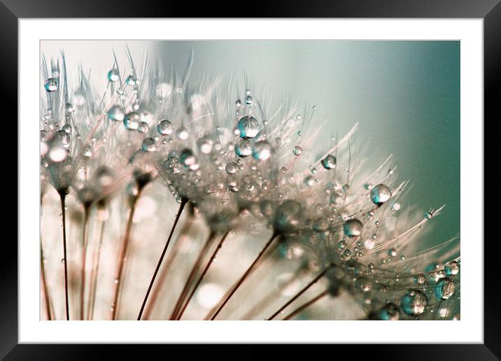 Dandelion Water Droplets Framed Mounted Print by Anthony Michael 