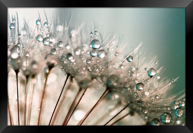Dandelion Water Droplets Framed Print by Anthony Michael 